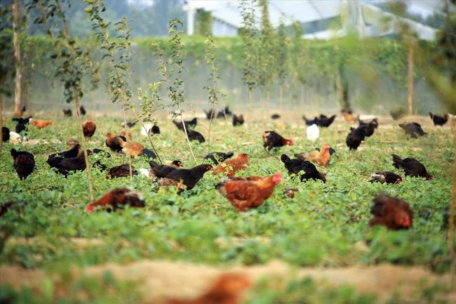 Five steps for fermenting chicken manure into organic fertilizer