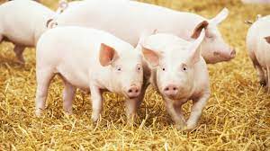 What equipment is needed to produce pig manure organic fertilizer?