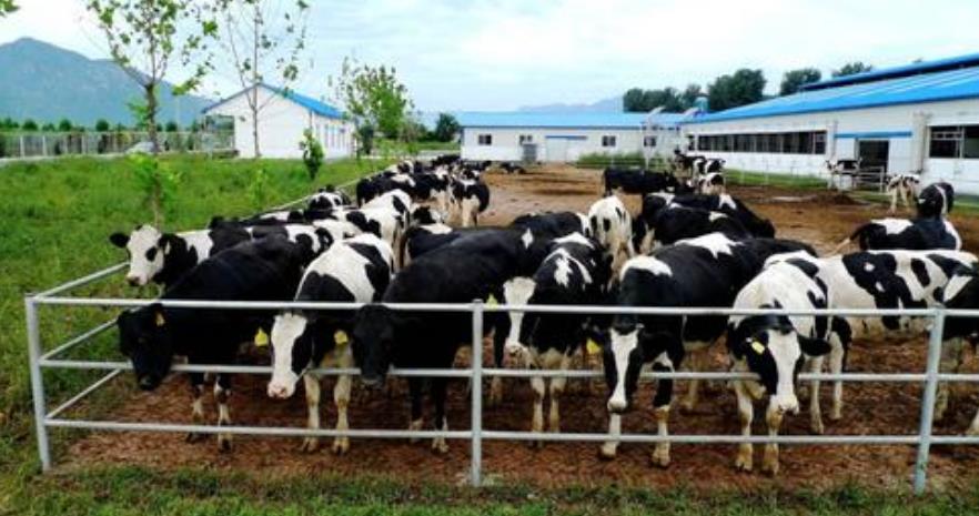 How to produce granular fertilizer from cow waste?