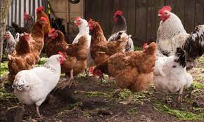 Chicken manure organic fertilizer turning machine