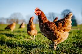 What equipment does fresh chicken manure need to make fertilizer?