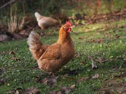 How do chicken farms make organic fertilizers?