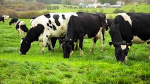 What machines are needed to produce cow dung organic fertilizer?