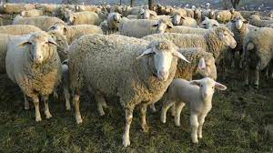 What are the benefits of sheep manure as fertilizer?