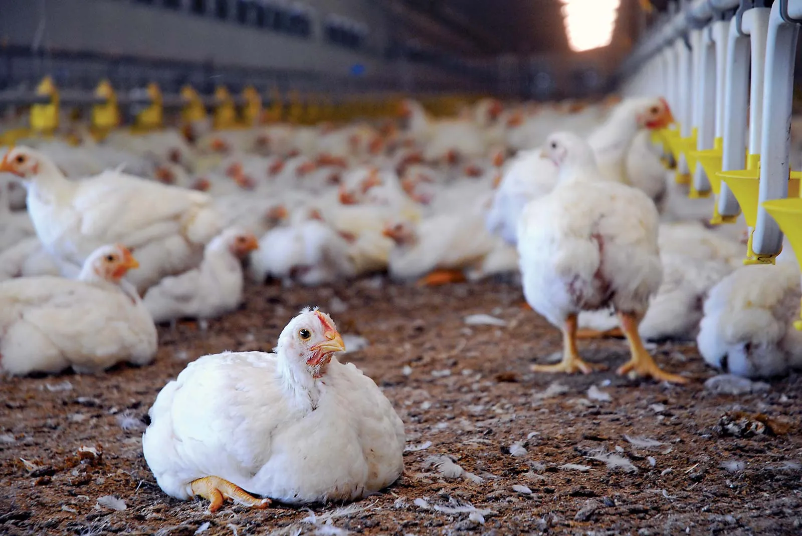 Athena Trade & Logistics Adopts Advanced Dehydration Technology
